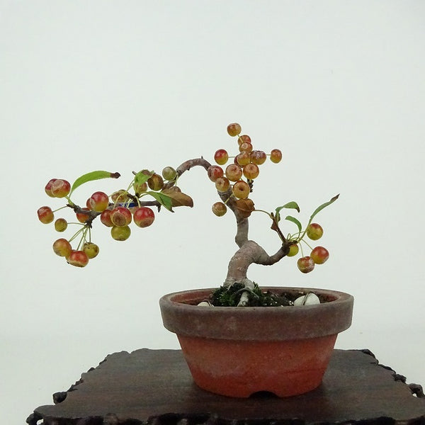 盆栽 海棠 樹高 約10cm かいどう Malus micromalus カイドウ バラ科 落葉樹 鑑賞用 観賞用 小品 p1201126644