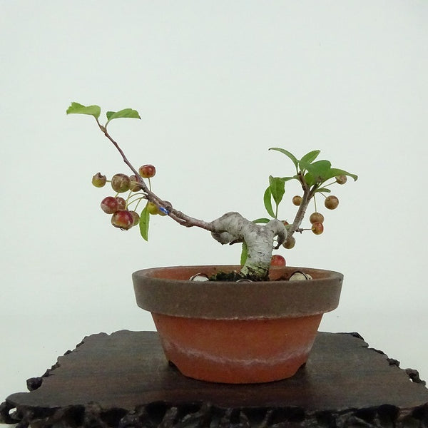 盆栽 海棠 樹高 約9cm かいどう Malus micromalus カイドウ バラ科 落葉樹 鑑賞用 観賞用 小品 m1201117729