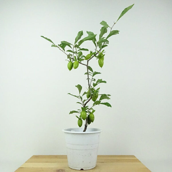 盆栽 老爺柿 夢の雫 樹高 約43cm ろうやがき Diospyros rhombifolia ロウヤガキ 実物 雌木 カキノキ科 落葉～半落葉樹 鑑賞用 観賞用 p1201132289