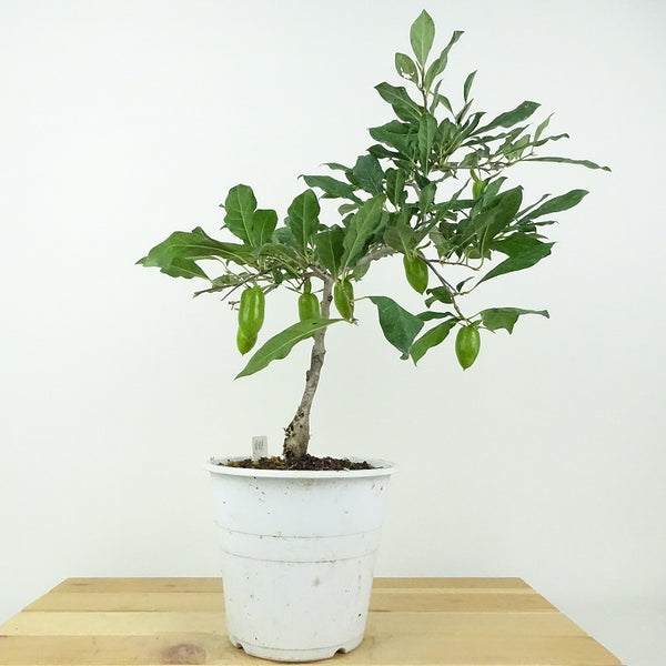 盆栽 老爺柿 緋竜 樹高 約28cm ろうやがき Diospyros rhombifolia ロウヤガキ 実物 雌木 カキノキ科 落葉～半落葉樹 鑑賞用 観賞用 w1201127112