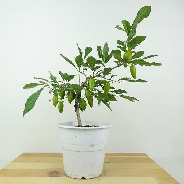盆栽 老爺柿 緋竜 樹高 約24cm ろうやがき Diospyros rhombifolia ロウヤガキ 実物 雌木 カキノキ科 落葉～半落葉樹 鑑賞用 観賞用 r1201120836