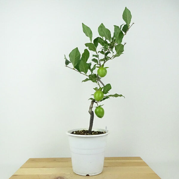 盆栽 老爺柿 紅涼 樹高 約40cm ろうやがき Diospyros rhombifolia ロウヤガキ 実物 雌木 カキノキ科 落葉～半落葉樹 鑑賞用 観賞用 t1201125218