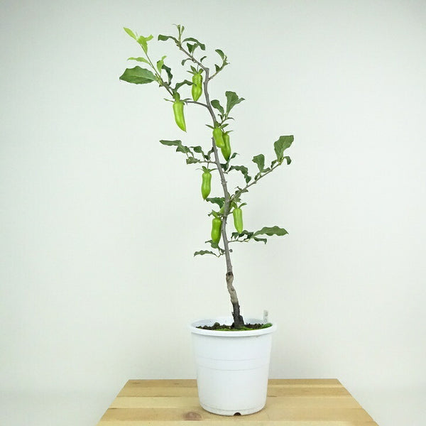 盆栽 老爺柿 夢の雫 樹高 約55cm ろうやがき Diospyros rhombifolia ロウヤガキ 実物 雌木 カキノキ科 落葉～半落葉樹 鑑賞用 観賞用 c1201123988