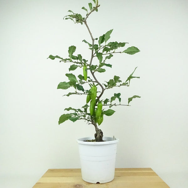 盆栽 老爺柿 夢の雫 樹高 約44cm ろうやがき Diospyros rhombifolia ロウヤガキ 実物 雌木 カキノキ科 落葉～半落葉樹 鑑賞用 観賞用 x1201129404