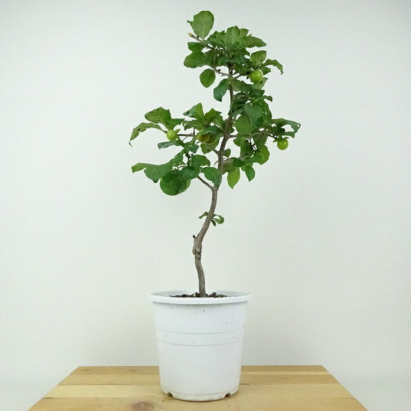 盆栽 老爺柿 玉かんざし 樹高 約39cm ろうやがき ロウヤガキ 実物 雌木 カキノキ科 落葉～半落葉樹 鑑賞用 観賞用 w1201128908