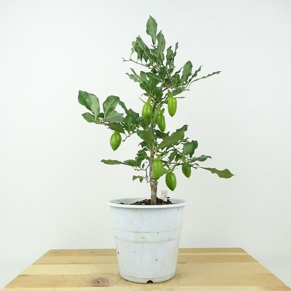 盆栽 老爺柿 緋竜 樹高 約29cm ろうやがき Diospyros rhombifolia ロウヤガキ 実物 雌木 カキノキ科 落葉～半落葉樹 鑑賞用 観賞用 e1201121245