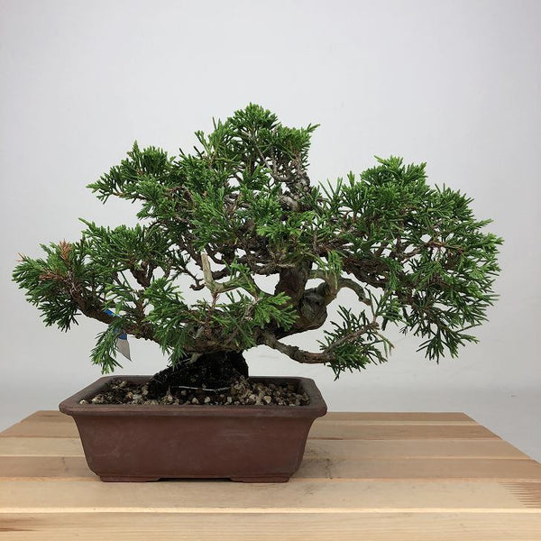 盆栽 真柏 樹高 約18cm しんぱく Juniperus chinensis シンパク ジン シャリ ヒノキ科 常緑樹 鑑賞用 観賞用 小品 m1201325138