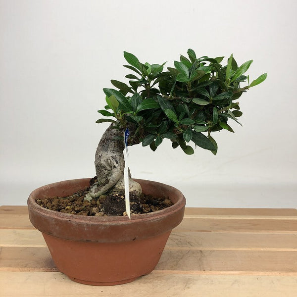 盆栽 梔子 樹高 約11cm くちなし Gardenia jasminoides クチナシ アカネ科 クチナシ属 常緑樹 鑑賞用 観賞用 小品 t1201333254