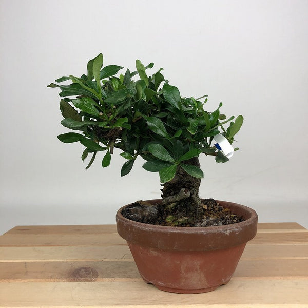 盆栽 梔子 樹高 約13cm くちなし Gardenia jasminoides クチナシ アカネ科 クチナシ属 常緑樹 鑑賞用 観賞用 小品 s1201334626