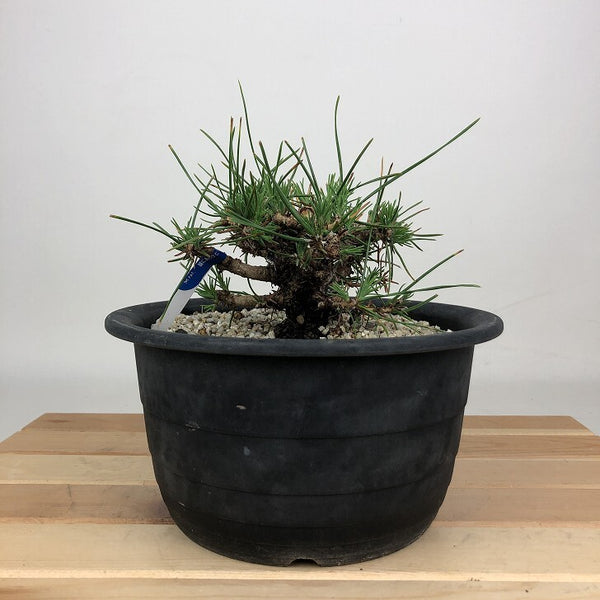 盆栽 松 黒松 樹高 約11cm くろまつ Pinus thunbergii クロマツ マツ科 常緑針葉樹 鑑賞用 観賞用 小品 u1201347141