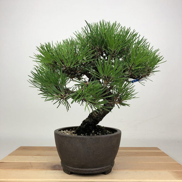 盆栽 松 黒松 樹高 約21cm くろまつ Pinus thunbergii クロマツ マツ科 常緑針葉樹 観賞用 f1201328746