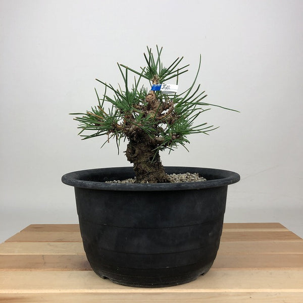 盆栽 松 黒松 樹高 約14cm くろまつ Pinus thunbergii クロマツ マツ科 常緑針葉樹 鑑賞用 観賞用 小品 e1201329527