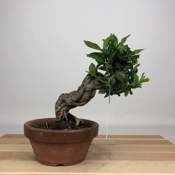 盆栽 梔子 樹高 約15cm くちなし Gardenia jasminoides クチナシ アカネ科 クチナシ属 常緑樹 鑑賞用 観賞用 小品 n1201332621