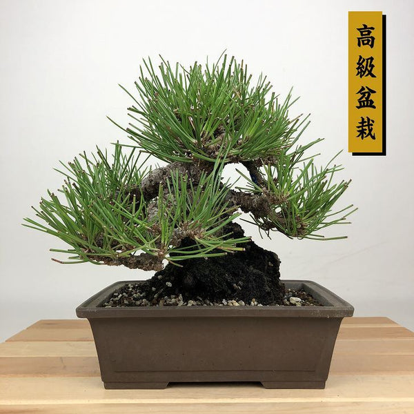 盆栽 松 黒松 樹高 約18cm くろまつ 高級盆栽 Pinus thunbergii クロマツ マツ科 常緑針葉樹 鑑賞用 観賞用 小品 o1201345074