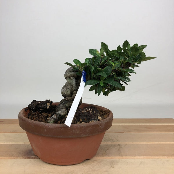 盆栽 梔子 樹高 約10cm くちなし Gardenia jasminoides クチナシ アカネ科 クチナシ属 常緑樹 鑑賞用 観賞用 小品 j1201335048