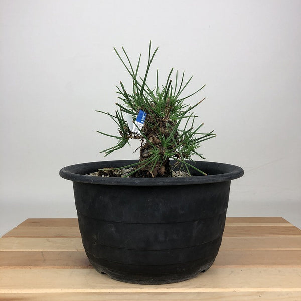 盆栽 松 黒松 樹高 約12cm くろまつ Pinus thunbergii クロマツ マツ科 常緑針葉樹 鑑賞用 観賞用 小品 c1201328977