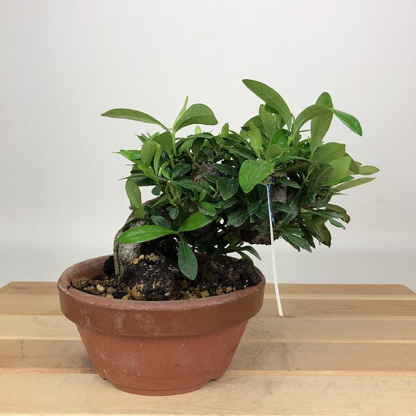 盆栽 梔子 樹高 約11cm くちなし Gardenia jasminoides クチナシ アカネ科 クチナシ属 常緑樹 鑑賞用 観賞用 小品 k1201325745
