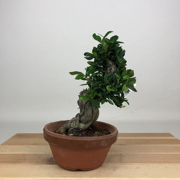 盆栽 梔子 樹高 約16cm くちなし Gardenia jasminoides クチナシ アカネ科 クチナシ属 常緑樹 鑑賞用 観賞用 小品 r1201320293