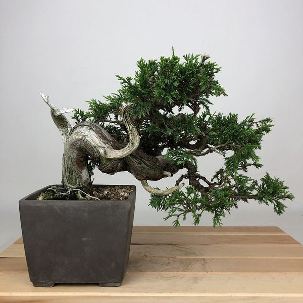 盆栽 真柏 樹高 約16cm しんぱく Juniperus chinensis シンパク ジン シャリ ヒノキ科 常緑樹 鑑賞用 観賞用 小品 r1201326533
