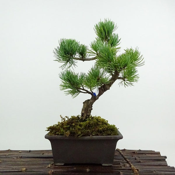 盆栽 松 五葉松 大阪松 樹高 約25cm ごようまつ Pinus parviflora ゴヨウマツ マツ科 常緑針葉樹 鑑賞用 観賞用 l1201887171
