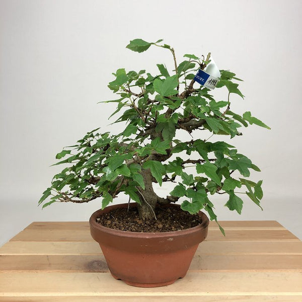 盆栽 楓 樹高 約19cm かえで Acer カエデ 紅葉 カエデ科 落葉樹 鑑賞用 観賞用 小品 q1201890415