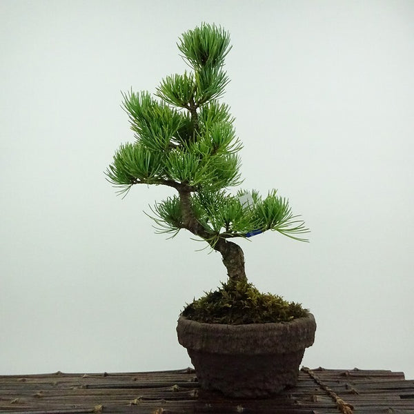 盆栽 松 五葉松 大阪松 樹高 約29cm ごようまつ Pinus parviflora ゴヨウマツ マツ科 常緑針葉樹 鑑賞用 観賞用 f1201884672