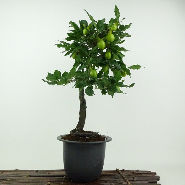 盆栽 老爺柿 五輝 樹高 約34cm ろうやがき Diospyros rhombifolia ロウヤガキ 雌木 カキノキ科 落葉～半落葉樹 鑑賞用 観賞用 s1201887769