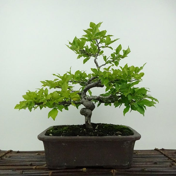 盆栽 老爺柿 樹高 約25cm ろうやがき Diospyros rhombifolia ロウヤガキ 雄 オス カキノキ科 落葉～半落葉樹 鑑賞用 観賞用 b1201892571