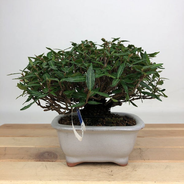 盆栽 縮緬葛 樹高 約9cm ちりめんかずら tirimenkazura チリメンカズラ テイカカズラ属 つる性 常緑樹 鑑賞用 観賞用 小品 t1201883461