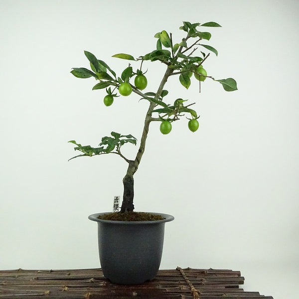 盆栽 老爺柿 赤提灯 樹高 約30cm ろうやがき Diospyros rhombifolia ロウヤガキ 雌木 カキノキ科 落葉～半落葉樹 鑑賞用 観賞用 r1201883353