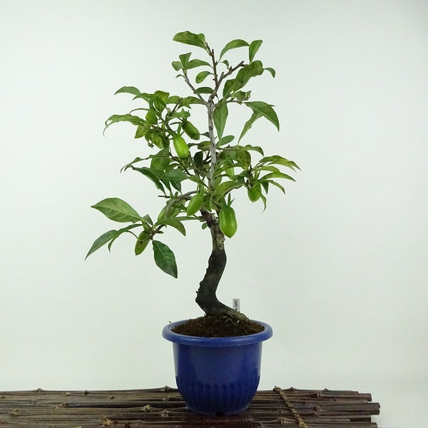 盆栽 老爺柿 星の輝 樹高 約30cm ろうやがき Diospyros rhombifolia ロウヤガキ 雌木 カキノキ科 落葉～半落葉樹 鑑賞用 観賞用 b1201893756