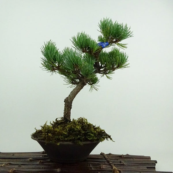 盆栽 松 五葉松 大阪松 樹高 約24cm ごようまつ Pinus parviflora ゴヨウマツ マツ科 常緑針葉樹 鑑賞用 観賞用 1201879561