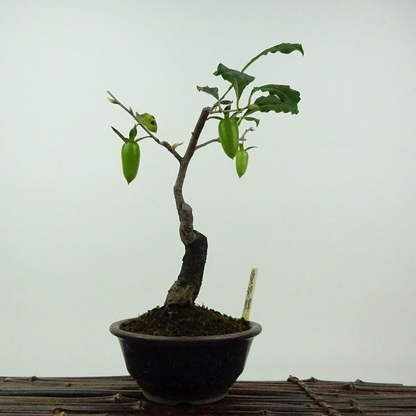 盆栽 老爺柿 愛知の輝 樹高 約20cm ろうやがき ロウヤガキ 雌木 カキノキ科 落葉～半落葉樹 鑑賞用 観賞用 小品 w1201883664