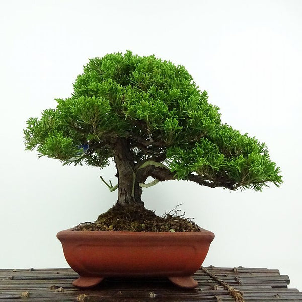 盆栽 真柏 樹高 約21cm しんぱく Juniperus chinensis シンパク ジン シャリ ヒノキ科 常緑樹 鑑賞用 観賞用 h1201901909