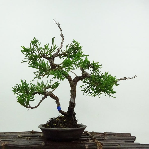 盆栽 真柏 樹高 約20cm しんぱく Juniperus chinensis シンパク ジン シャリ ヒノキ科 常緑樹 鑑賞用 観賞用 小品 o1201893348
