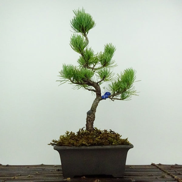 盆栽 松 五葉松 大阪松 樹高 約31cm ごようまつ Pinus parviflora ゴヨウマツ マツ科 常緑針葉樹 鑑賞用 観賞用 k1201887601
