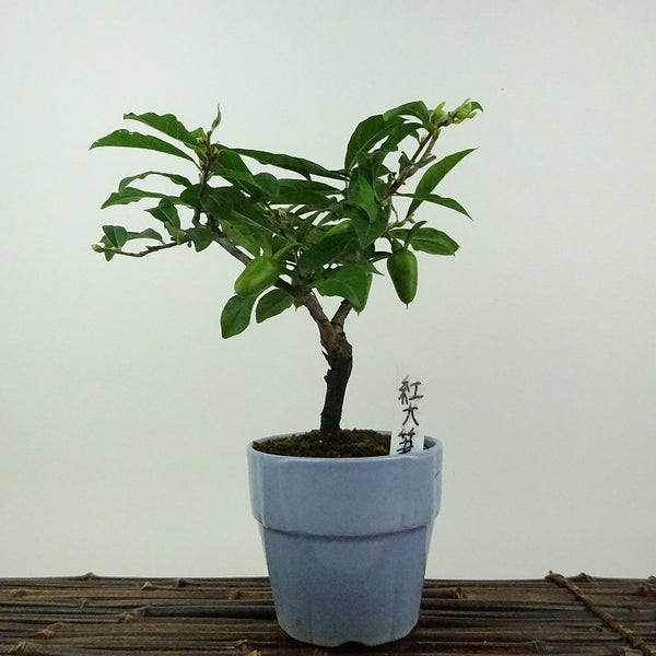 盆栽 老爺柿 紅大筆 樹高 約17cm ろうやがき Diospyros rhombifolia ロウヤガキ 雌木 カキノキ科 落葉～半落葉樹 鑑賞用 観賞用 小品 u1201902705
