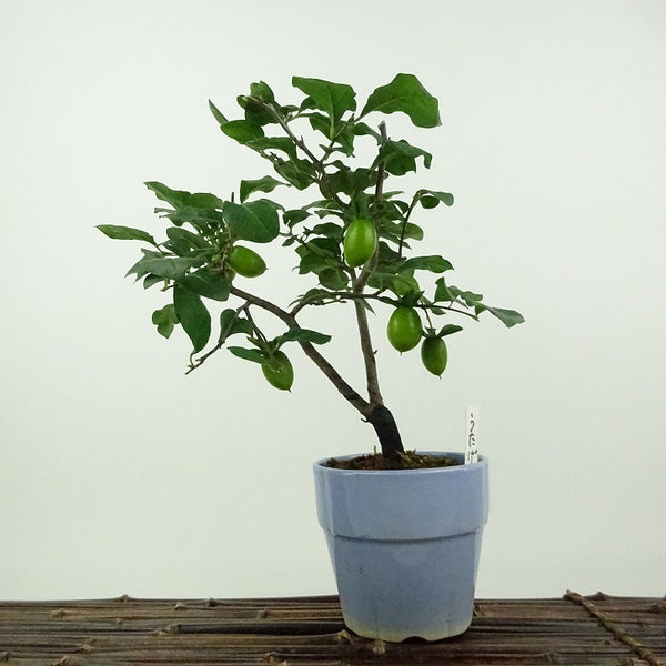 盆栽 老爺柿 宴 樹高 約19cm ろうやがき Diospyros rhombifolia ロウヤガキ 雌木 カキノキ科 落葉～半落葉樹 鑑賞用 観賞用 小品 c1201880789