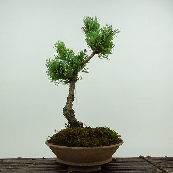 盆栽 松 五葉松 大阪松 樹高 約30cm ごようまつ Pinus parviflora ゴヨウマツ マツ科 常緑針葉樹 鑑賞用 観賞用 h1201891998