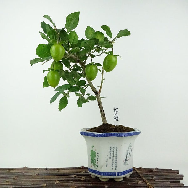 盆栽 老爺柿 紅大福 樹高 約28cm ろうやがき Diospyros rhombifolia ロウヤガキ 雌木 カキノキ科 落葉～半落葉樹 鑑賞用 観賞用 u1201899485