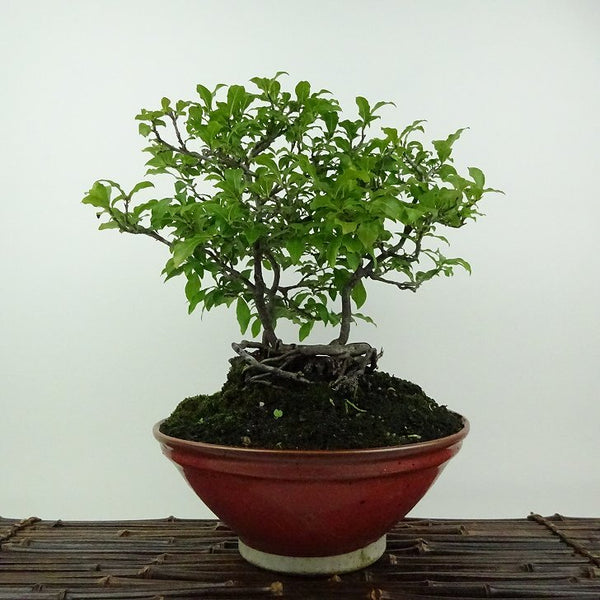 盆栽 老爺柿 樹高 約24cm ろうやがき Diospyros rhombifolia ロウヤガキ 雄 オス カキノキ科 落葉～半落葉樹 鑑賞用 観賞用 1201877313