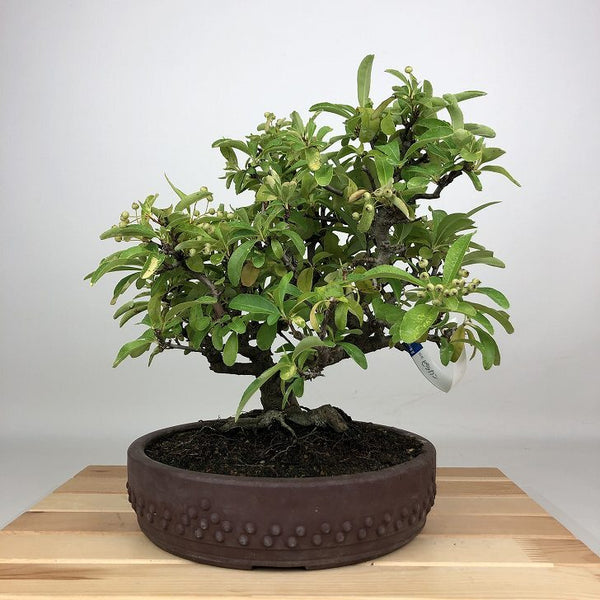 盆栽 ピラカンサ 樹高 約27cm Pyracantha バラ科 常緑樹 鑑賞用 観賞用 l1201890256