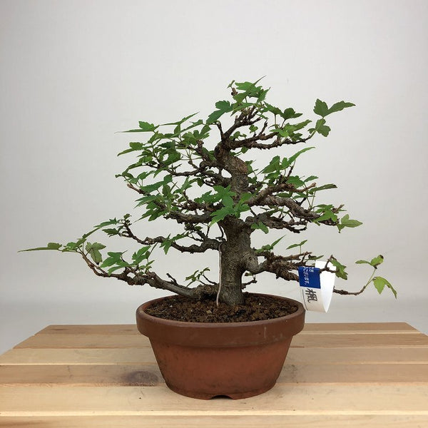 盆栽 楓 樹高 約16cm かえで Acer カエデ 紅葉 カエデ科 落葉樹 鑑賞用 観賞用 小品 s1201886779