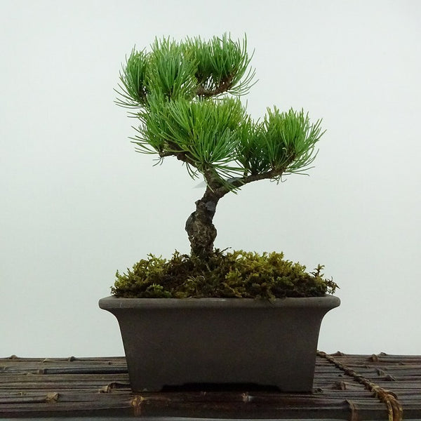 盆栽 松 五葉松 大阪松 樹高 約22cm ごようまつ Pinus parviflora ゴヨウマツ マツ科 常緑針葉樹 鑑賞用 観賞用 e1201884964