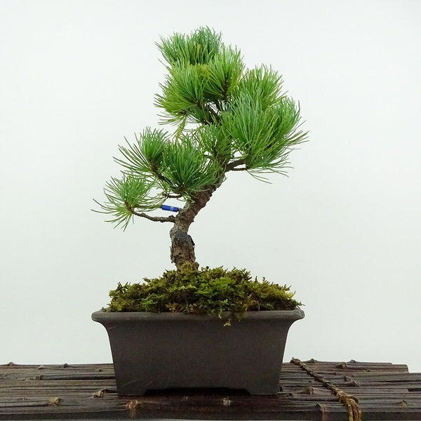 盆栽 松 五葉松 大阪松 樹高 約28cm ごようまつ Pinus parviflora ゴヨウマツ マツ科 常緑針葉樹 鑑賞用 観賞用 j1201889674