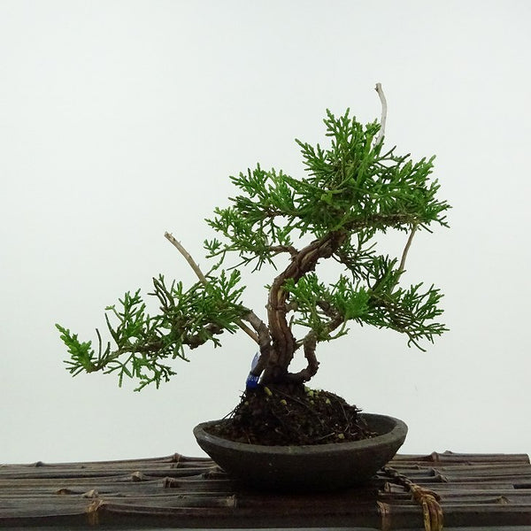 盆栽 真柏 樹高 約20cm しんぱく Juniperus chinensis シンパク ジン シャリ ヒノキ科 常緑樹 鑑賞用 観賞用 小品 u1201904603