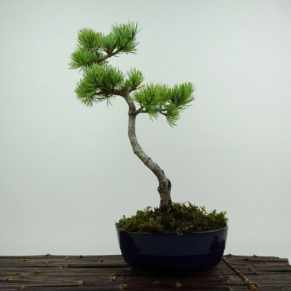 盆栽 松 五葉松 大阪松 樹高 約32cm ごようまつ Pinus parviflora ゴヨウマツ マツ科 常緑針葉樹 鑑賞用 観賞用 o1201894788