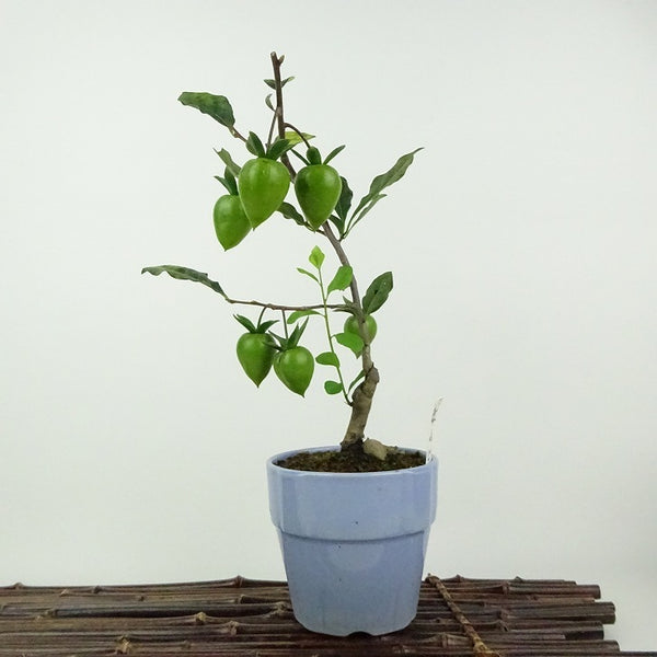 盆栽 老爺柿 紅富士 樹高 約21cm ろうやがき Diospyros rhombifolia ロウヤガキ 雌木 カキノキ科 落葉～半落葉樹 鑑賞用 観賞用 r1201874794
