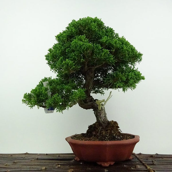 盆栽 真柏 樹高 約27cm しんぱく Juniperus chinensis シンパク ジン シャリ ヒノキ科 常緑樹 鑑賞用 観賞用 k1201883272