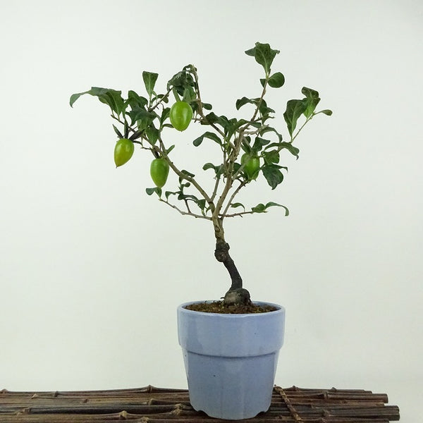 盆栽 老爺柿 樹高 約23cm ろうやがき Diospyros rhombifolia ロウヤガキ 雌木 カキノキ科 落葉～半落葉樹 鑑賞用 観賞用 d1201894417